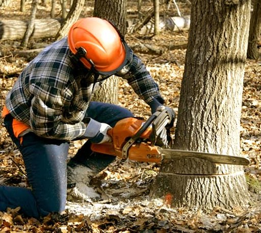 Tree Removal in Alleyton, TX